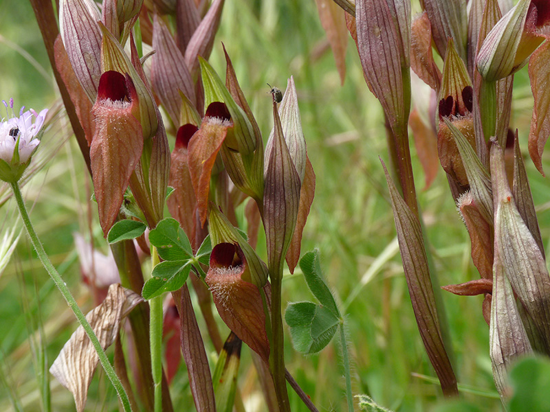 A Corf: altra Serapias cordigera?